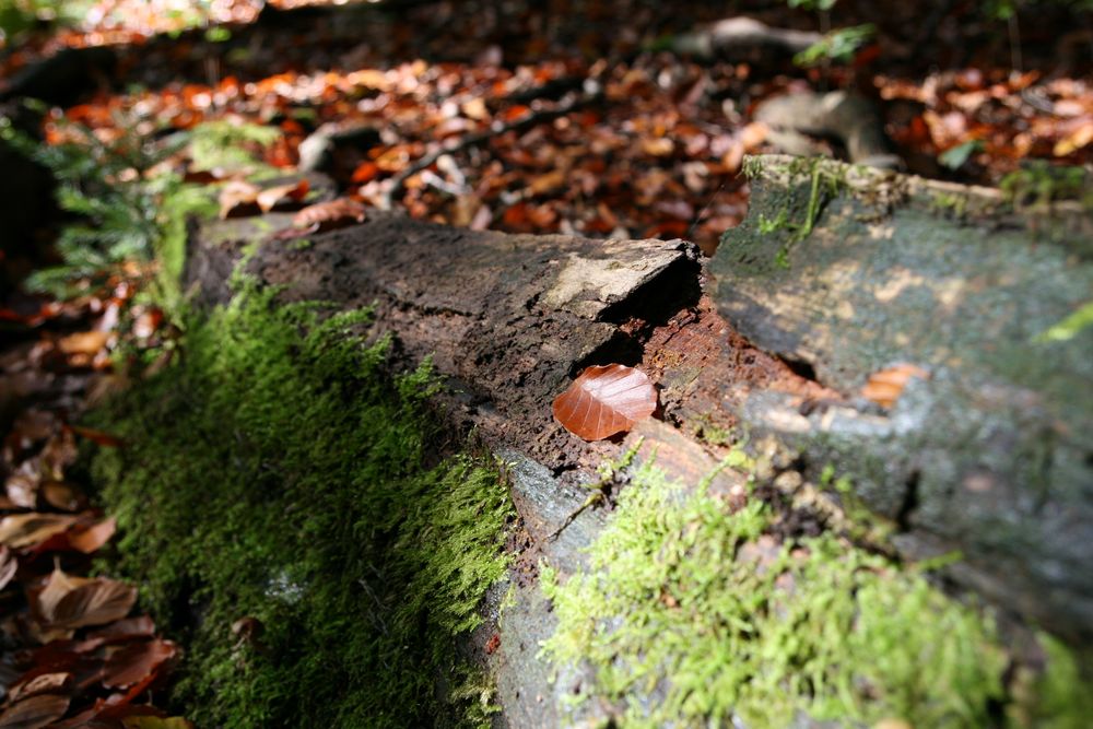 Herbstzauber von Seb-Foto 