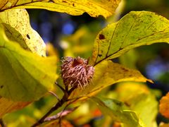 Herbstzauber