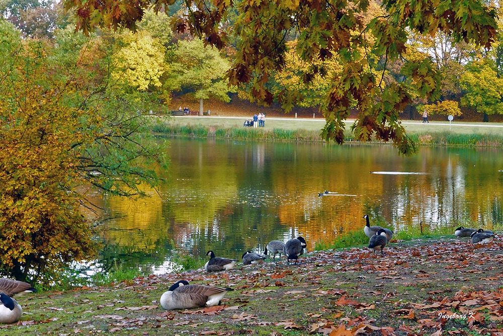 Herbstzauber - Gänse am Jrönen Märken in Neuss