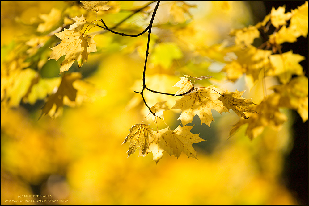Herbstzauber - Goldener Oktober