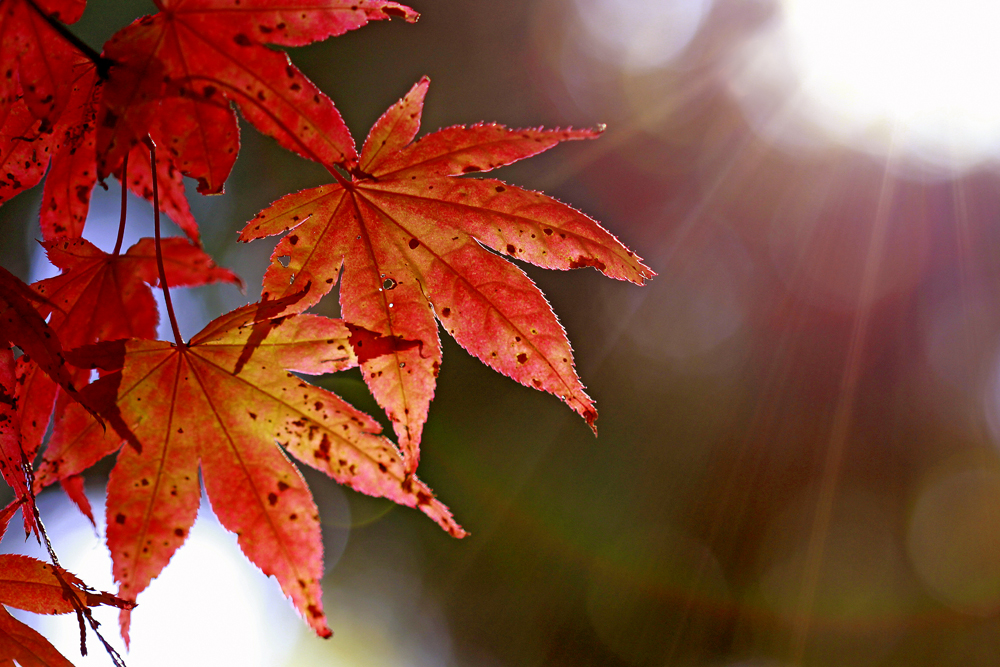 Herbstzauber I