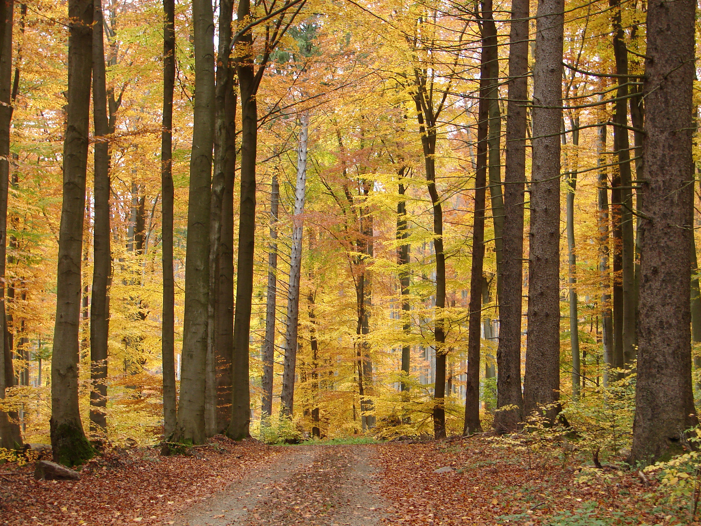 Herbstzauber II