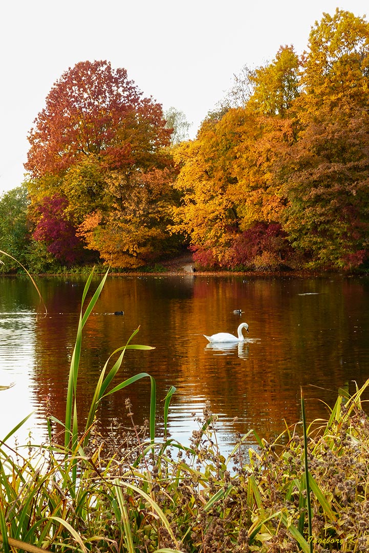 Herbstzauber im Jrönen Meerken in Neuss