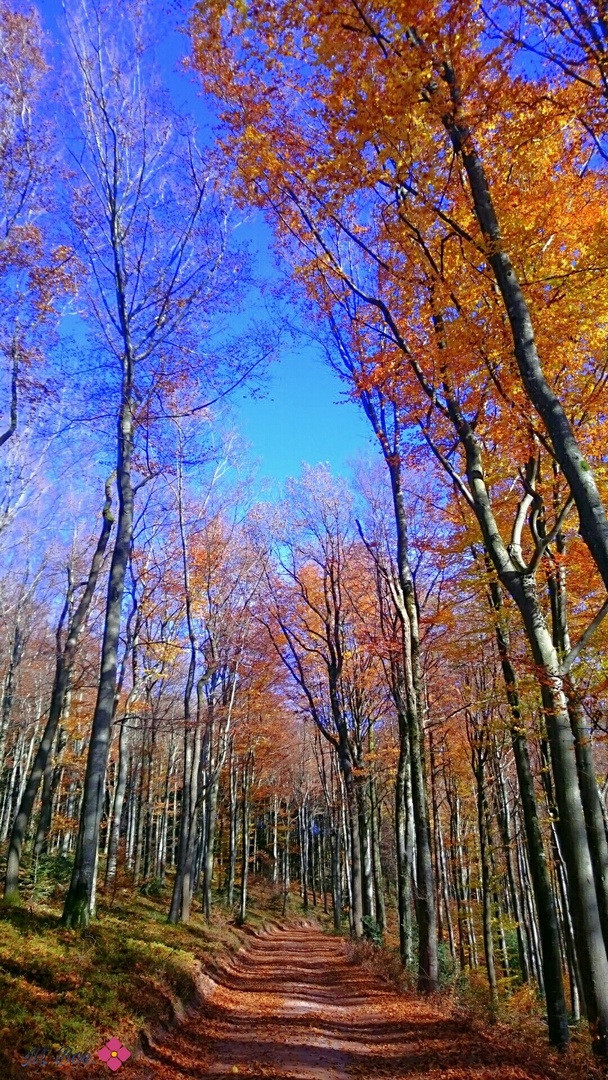 Herbstzauber im Wald