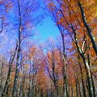 Herbstzauber im Wald