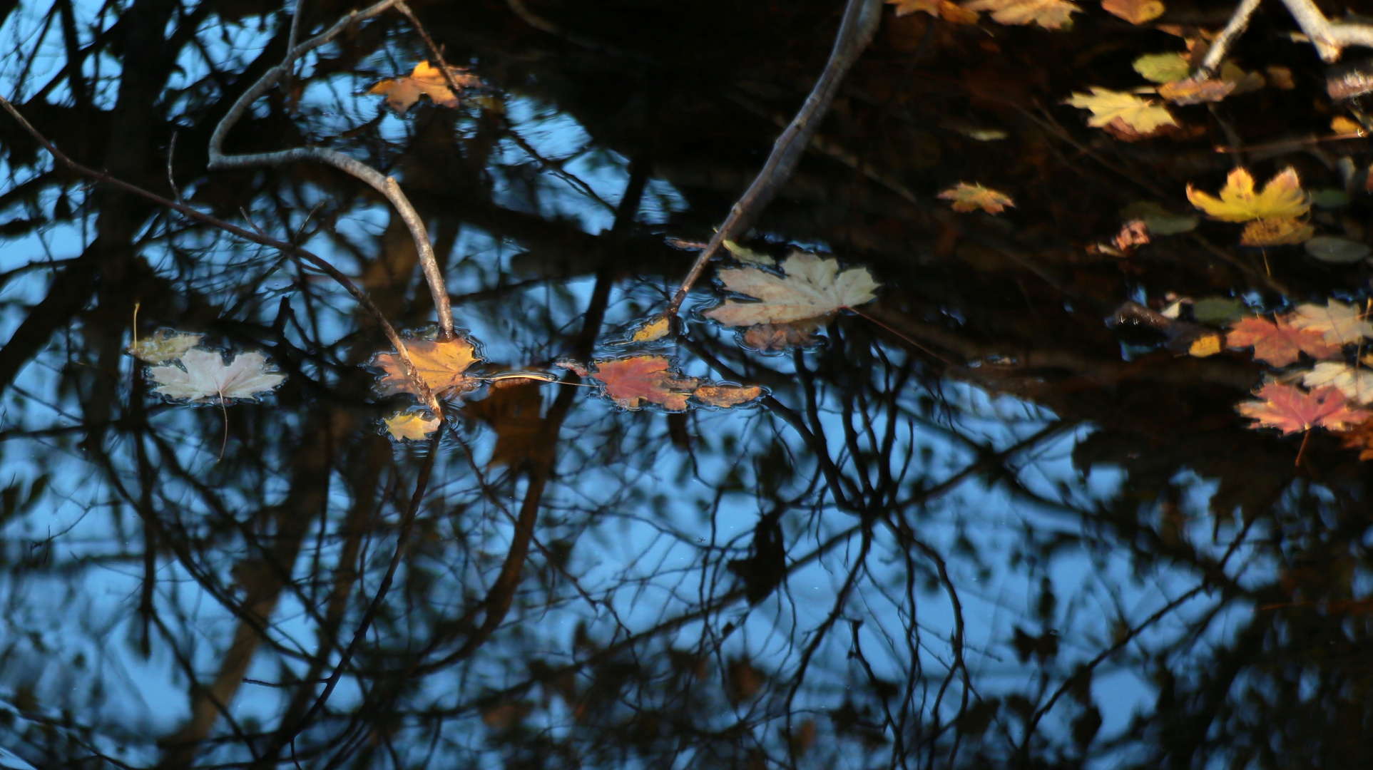 Herbstzauber in blau