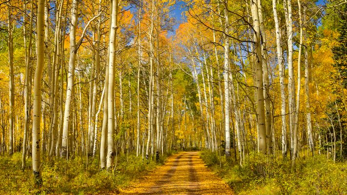 Herbstzauber in den La Sal Mountains, Utah