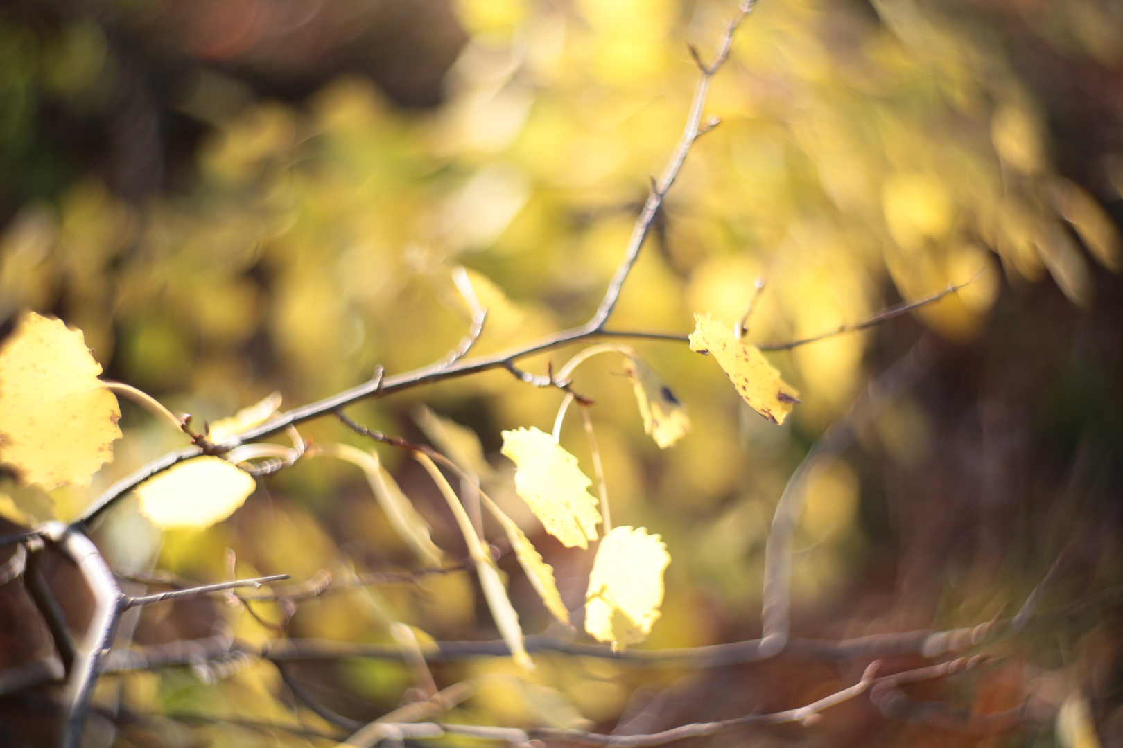 Herbstzauber in Gold