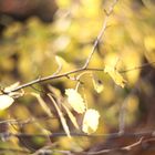 Herbstzauber in Gold
