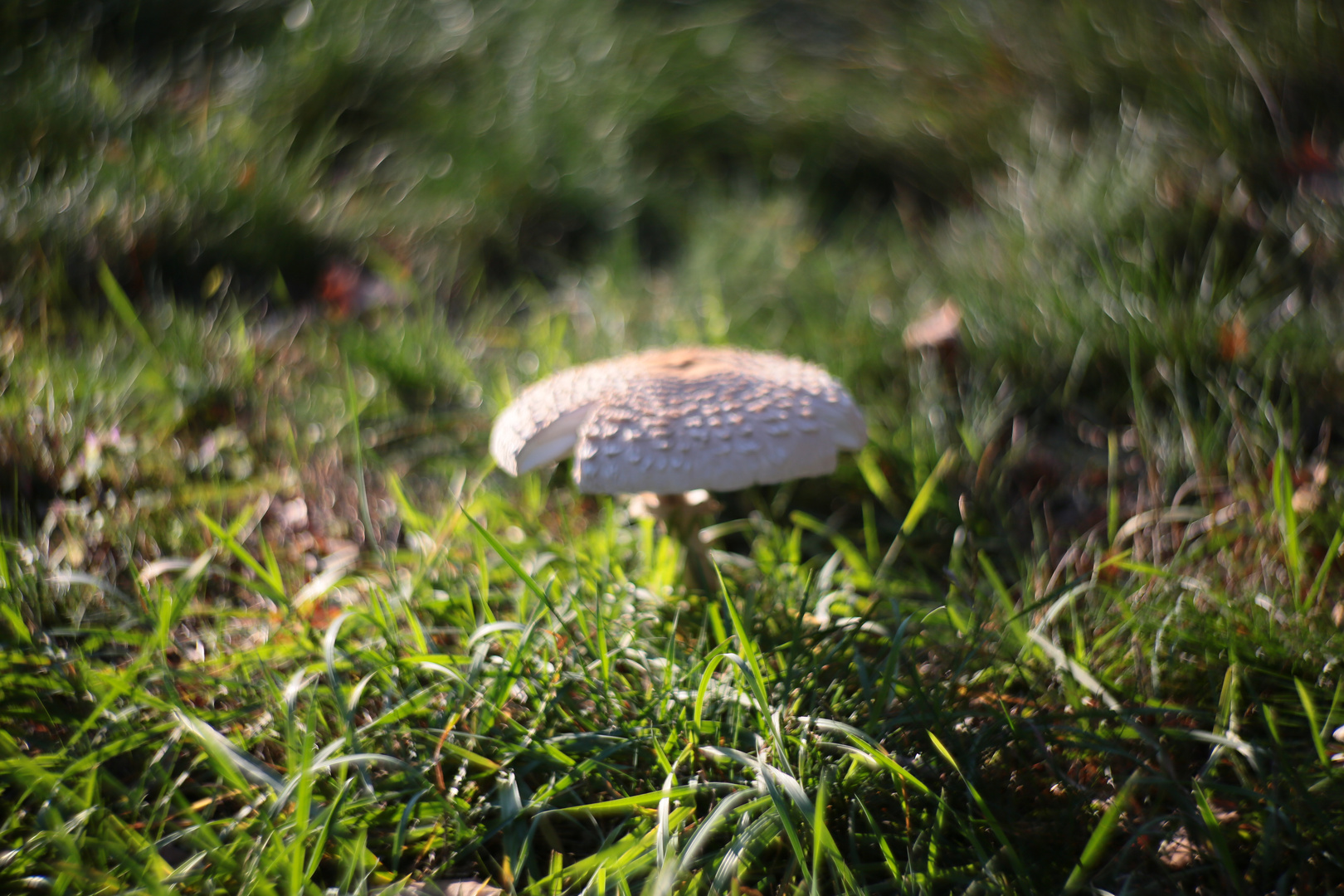 Herbstzauber in grün