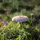 Herbstzauber in grün