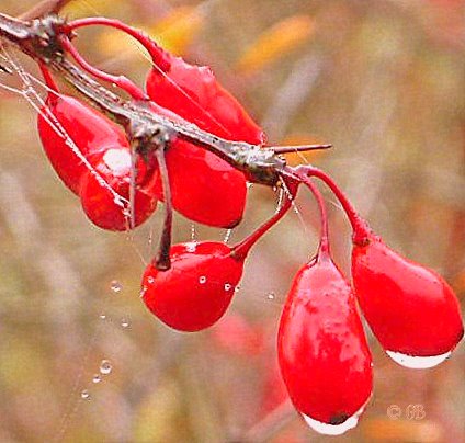 Herbstzauber in Rot