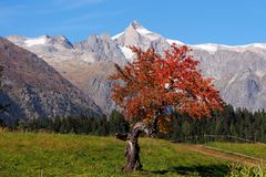 Herbstzauber in Rot