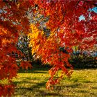 Herbstzauber in unserem Garten