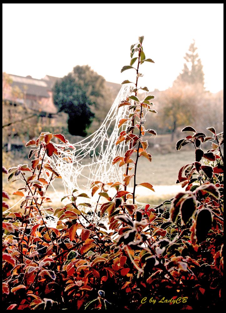 Herbstzauber in Weikersheim - Mein Garten im Herbst