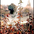 Herbstzauber in Weikersheim - Mein Garten im Herbst