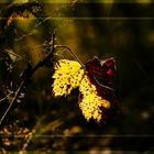 Herbstzauber - Licht und Schatten -
