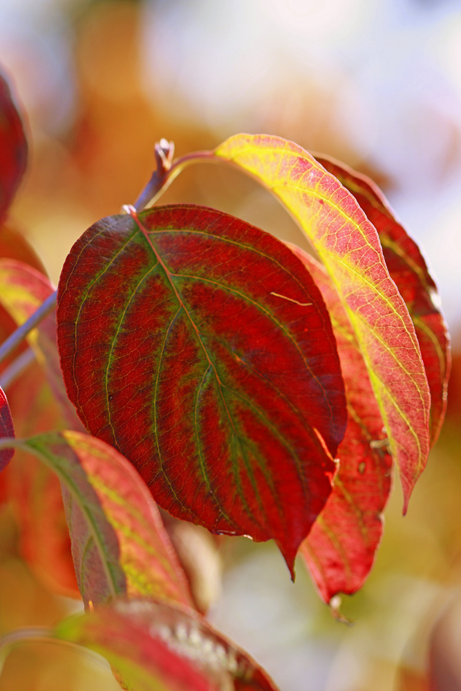 HERBSTZAUBER VI