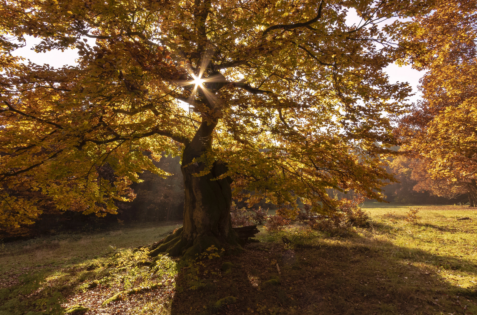 Herbstzauberbaum