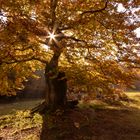 Herbstzauberbaum