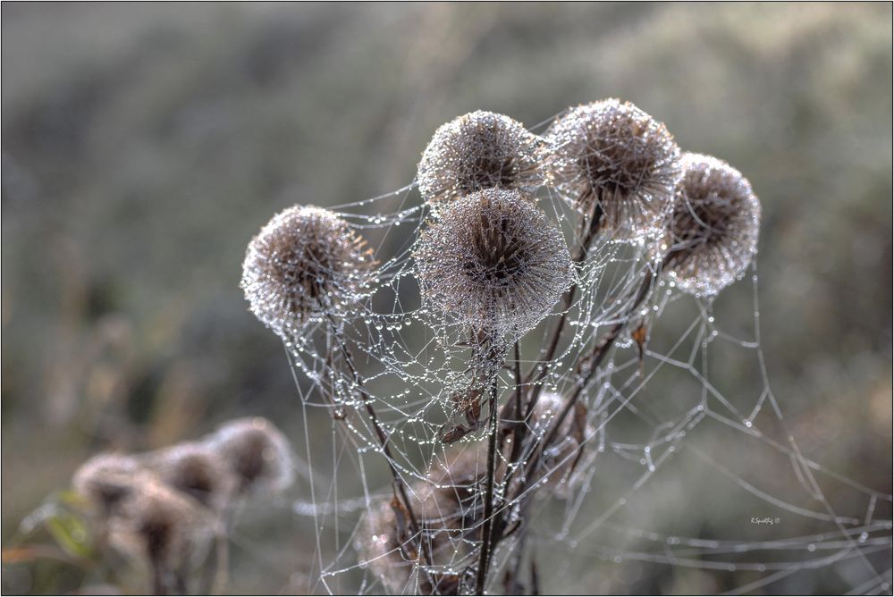 - Herbstzauberei -