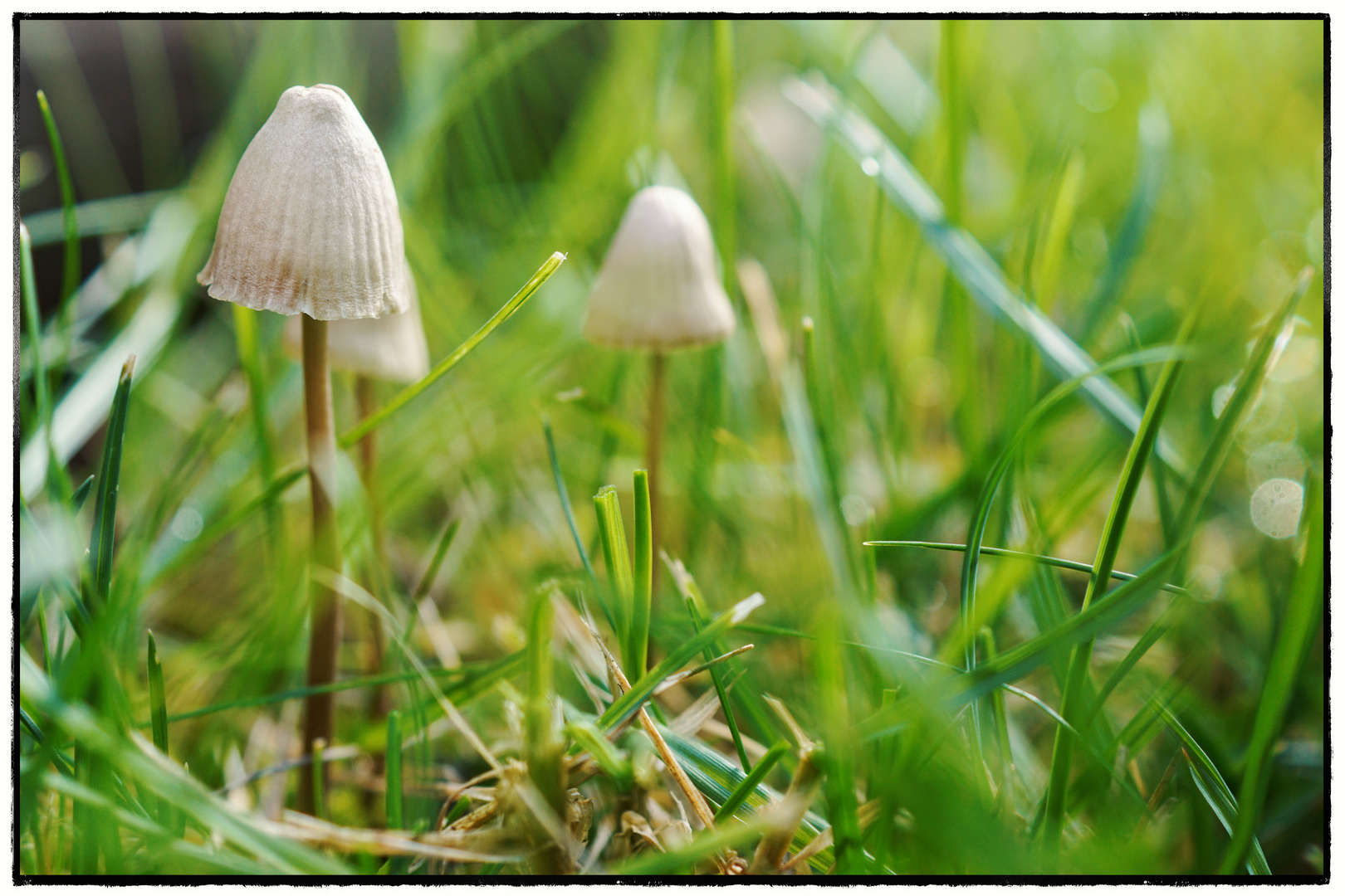 herbstzauber.schirmchen