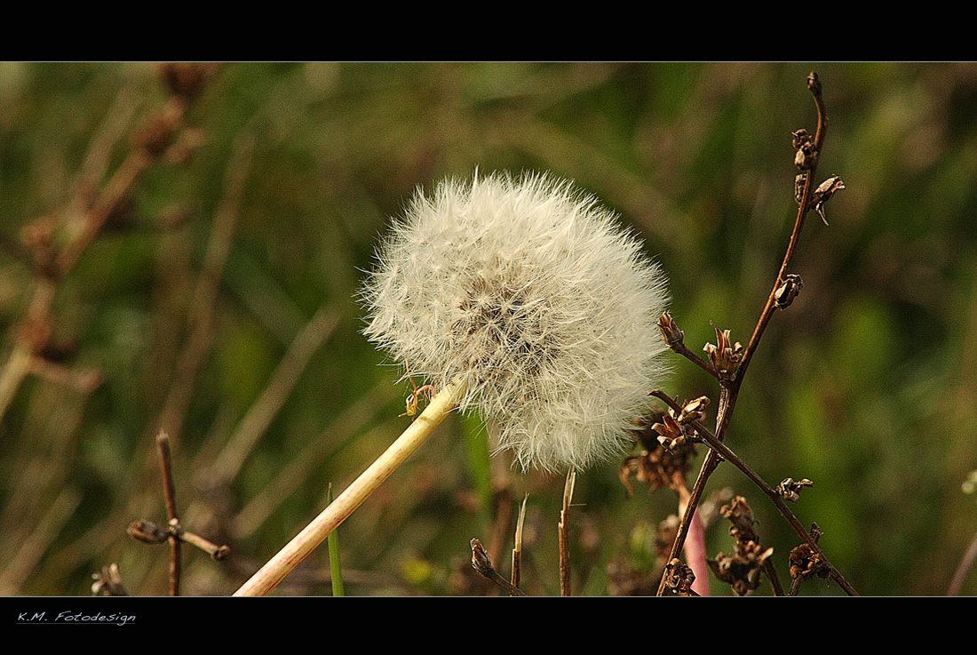 Herbstzei!