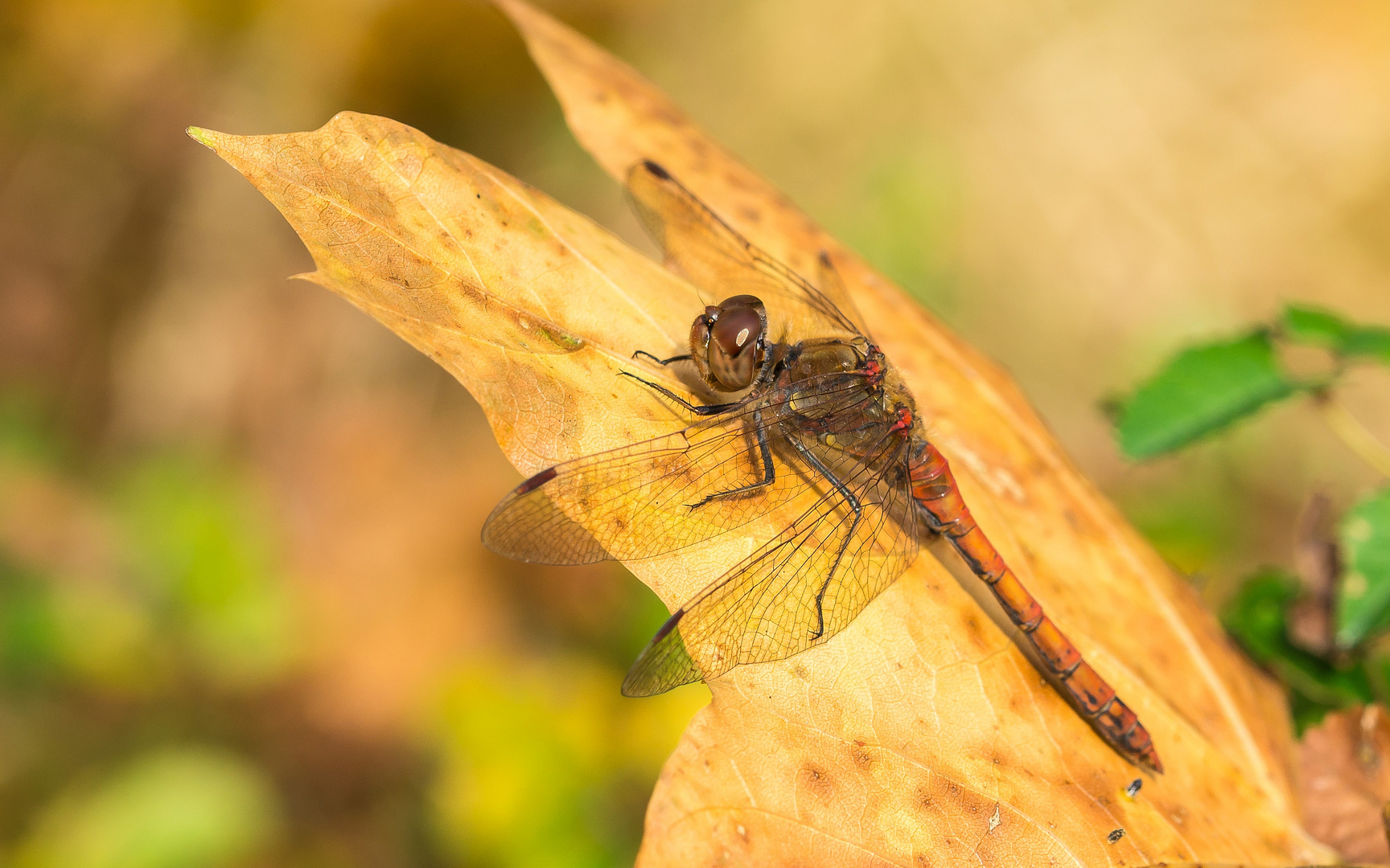 Herbstzeichen 2