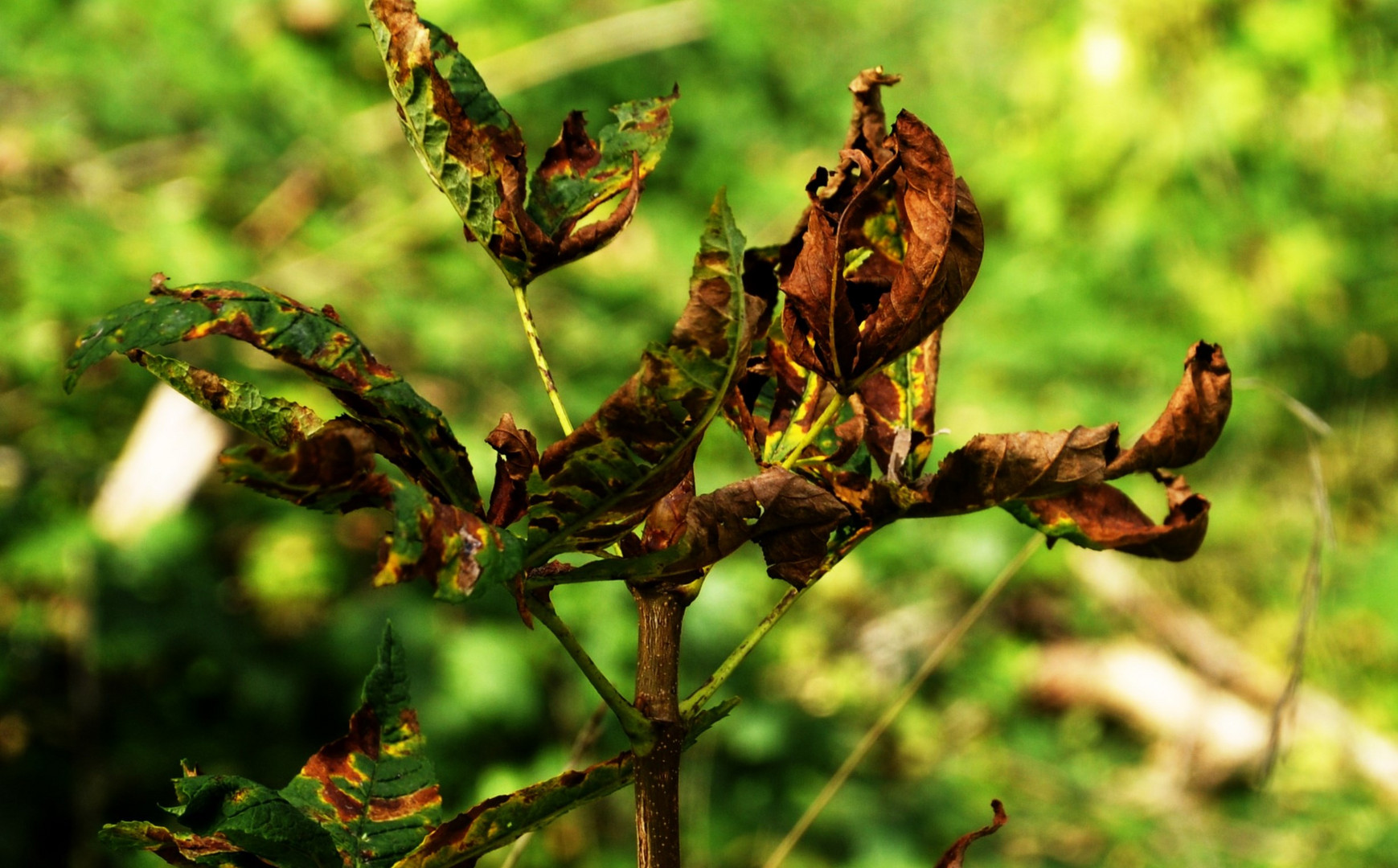 Herbstzeichen 2