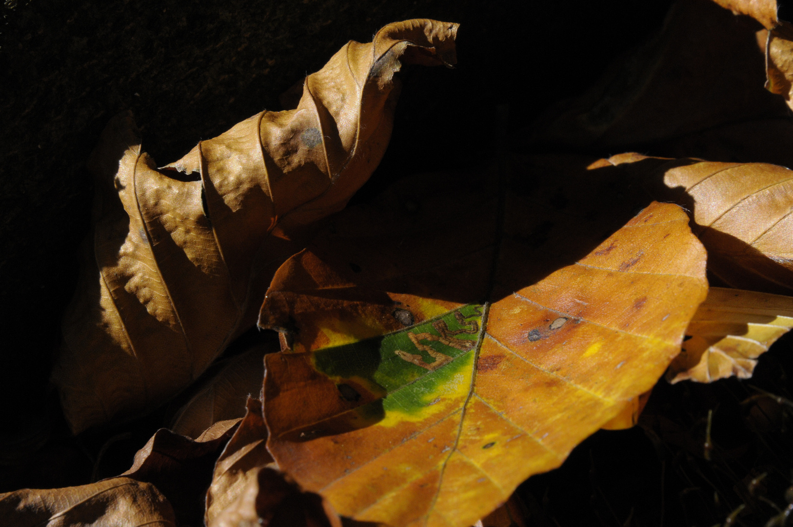 Herbstzeichen