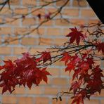 Herbstzeichen 4