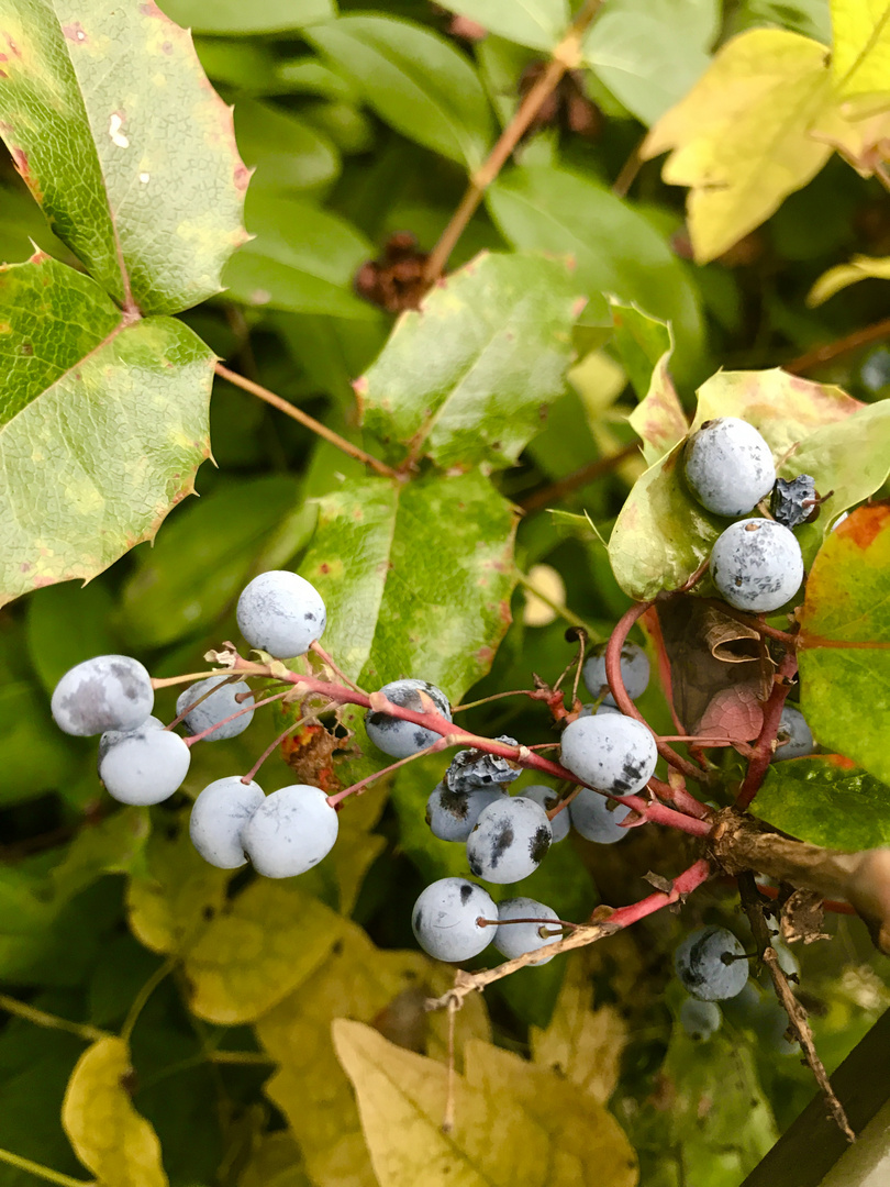 Herbstzeichen