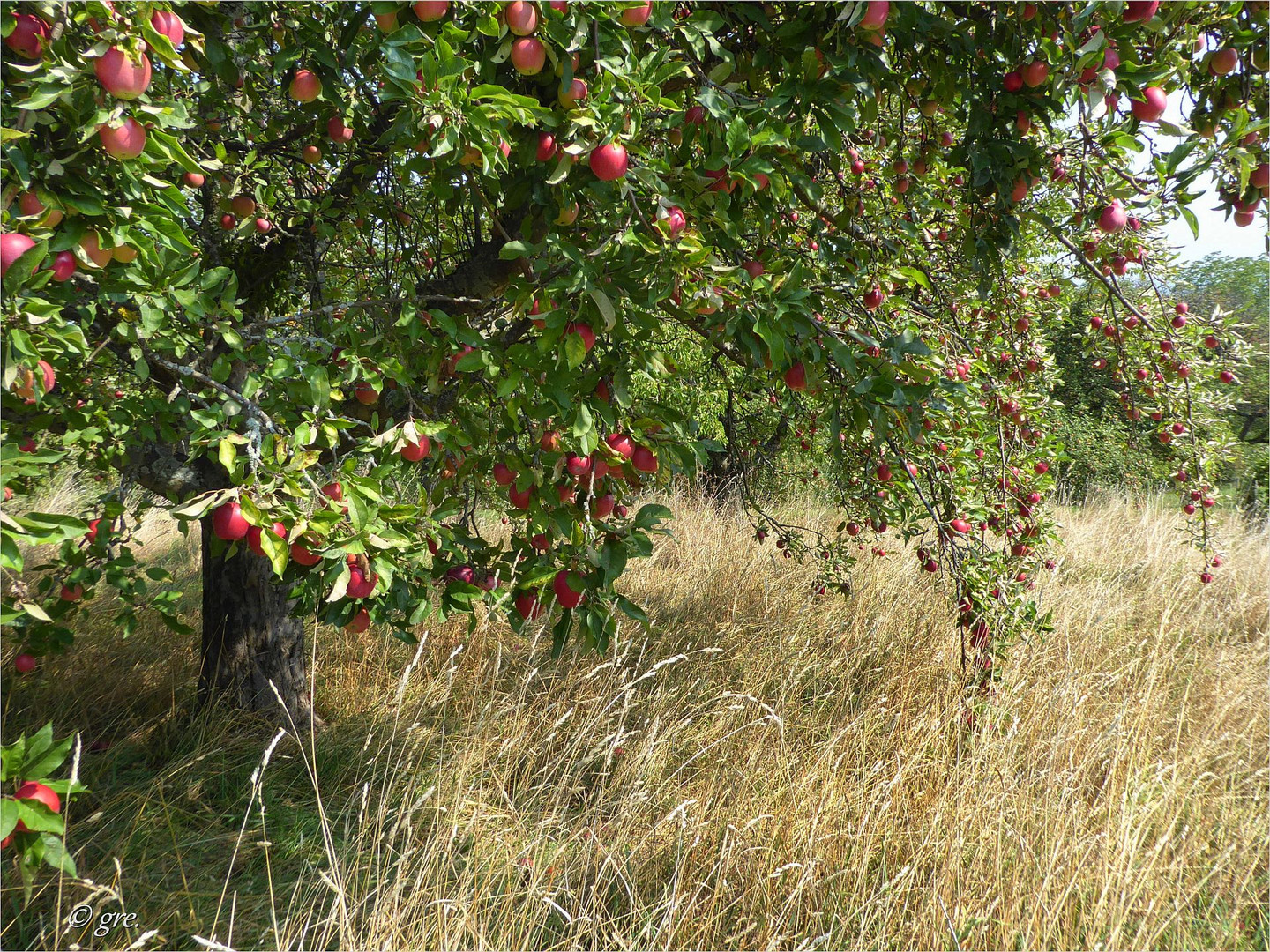 Herbstzeichen**