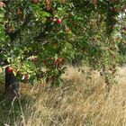 Herbstzeichen**