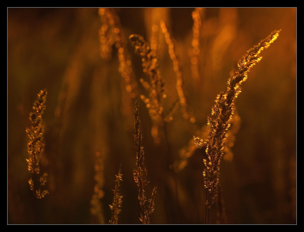 " Herbstzeichen "