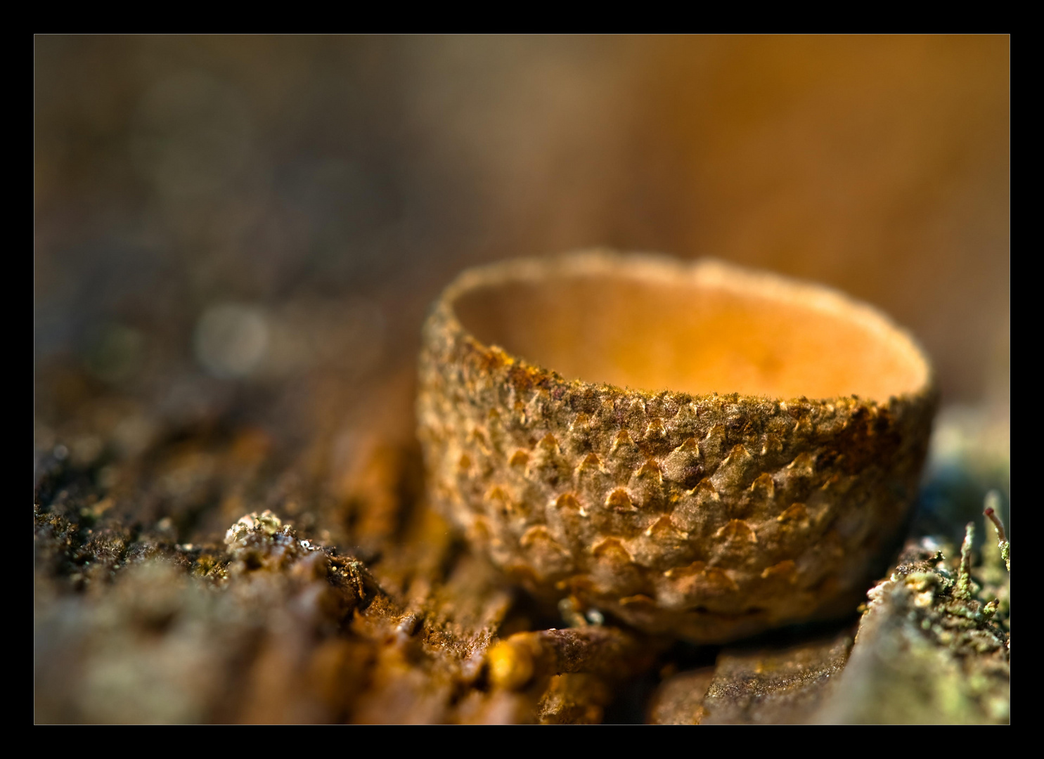 " Herbstzeichen "