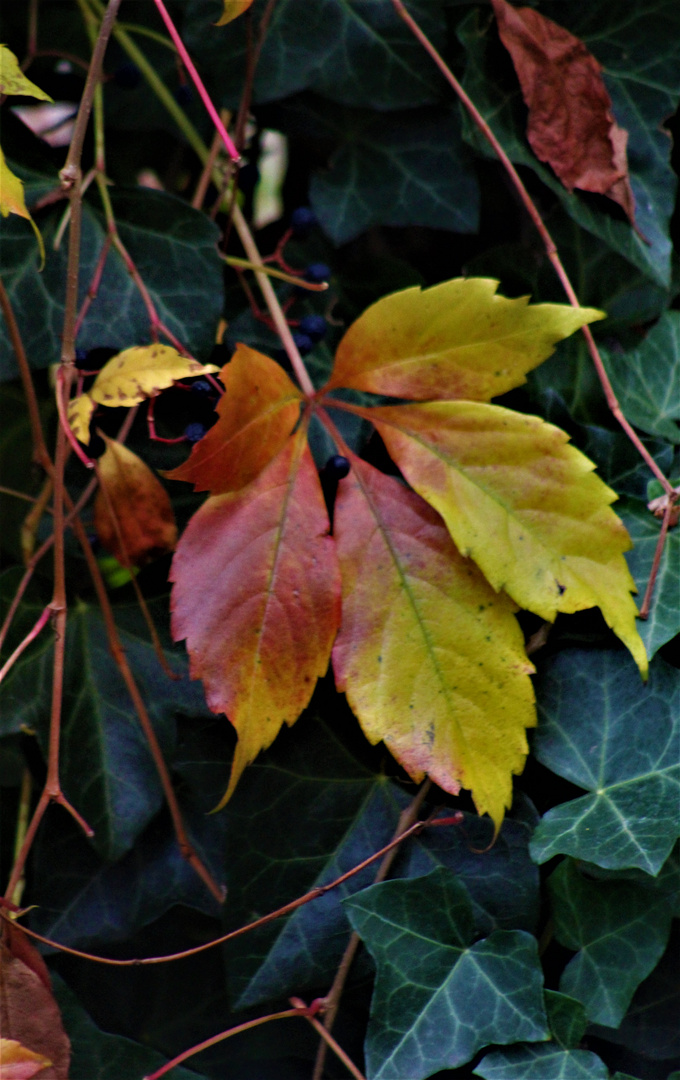 Herbstzeichen