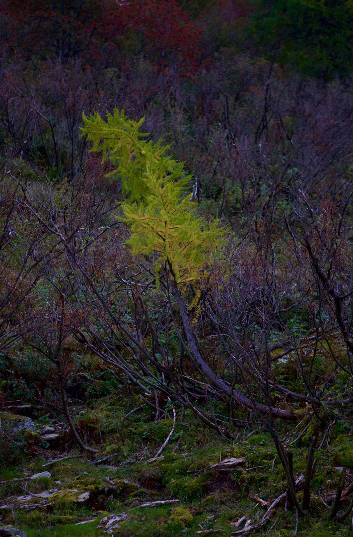 Herbstzeichen