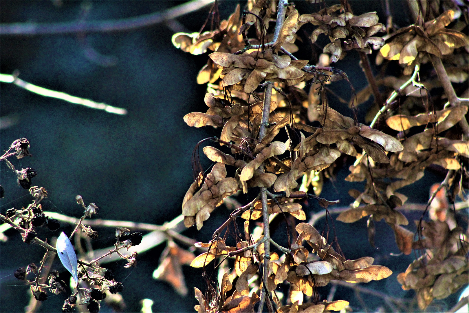 Herbstzeichen Ende November