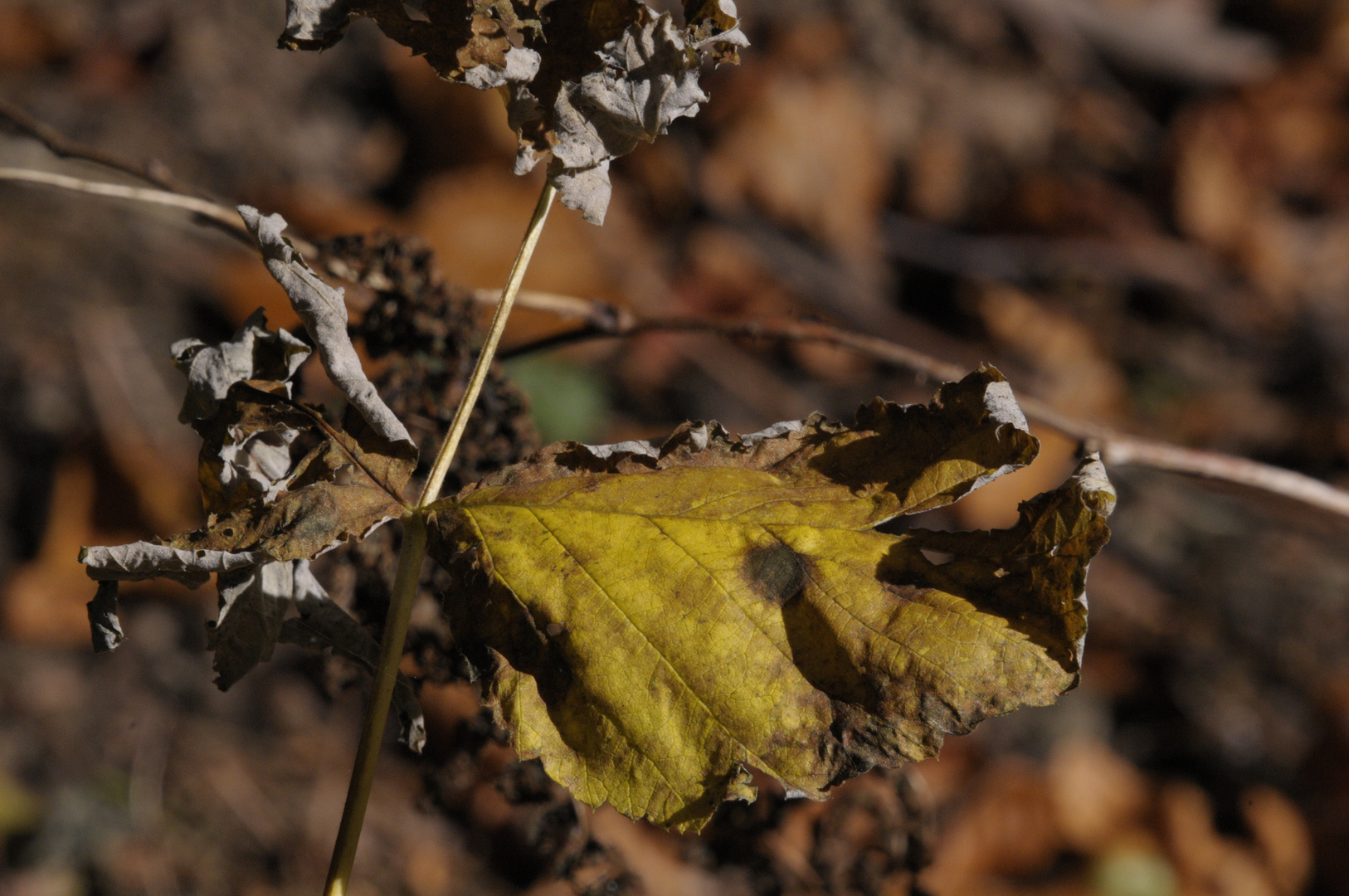 Herbstzeichen II