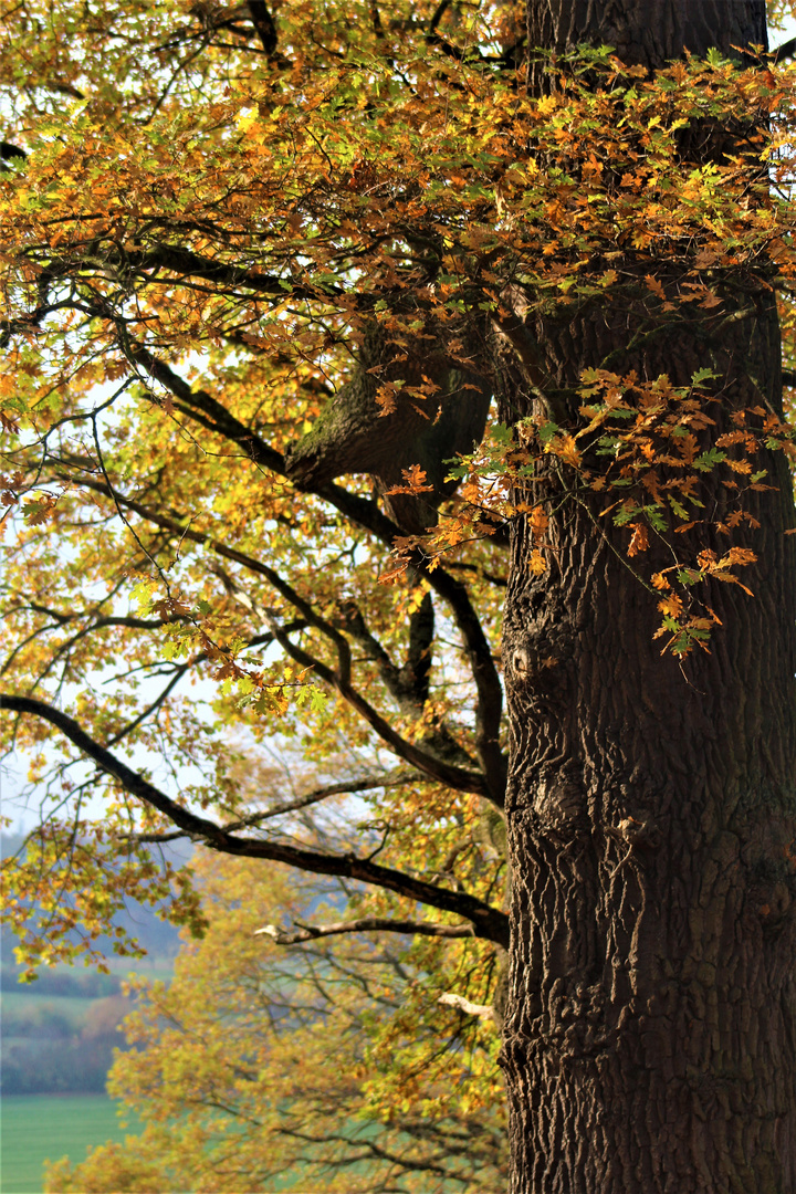 Herbstzeichen im Hain