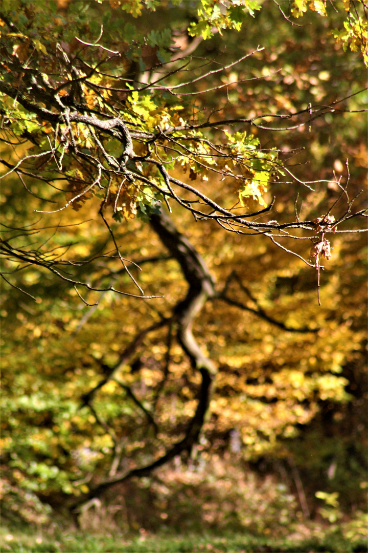 Herbstzeichen im Sonnenlicht