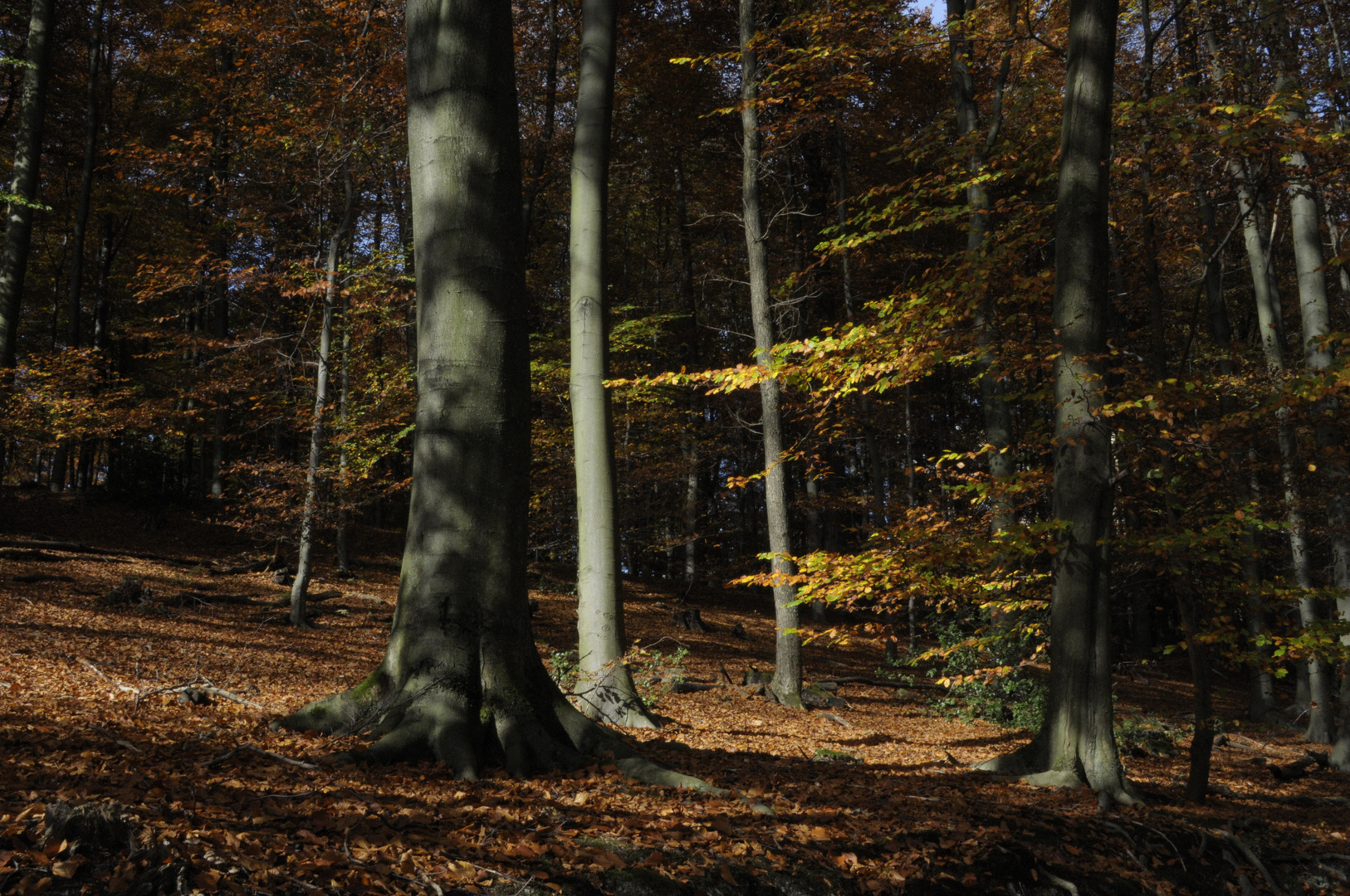 Herbstzeichen IV