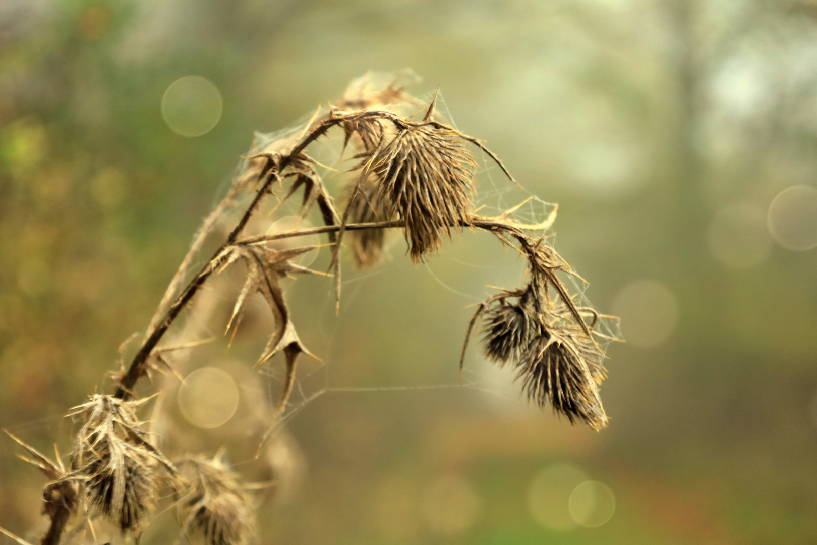 Herbstzeit