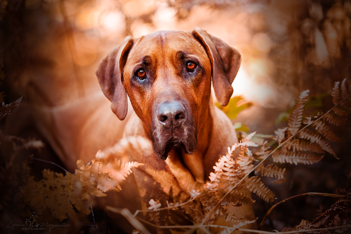 Herbstzeit