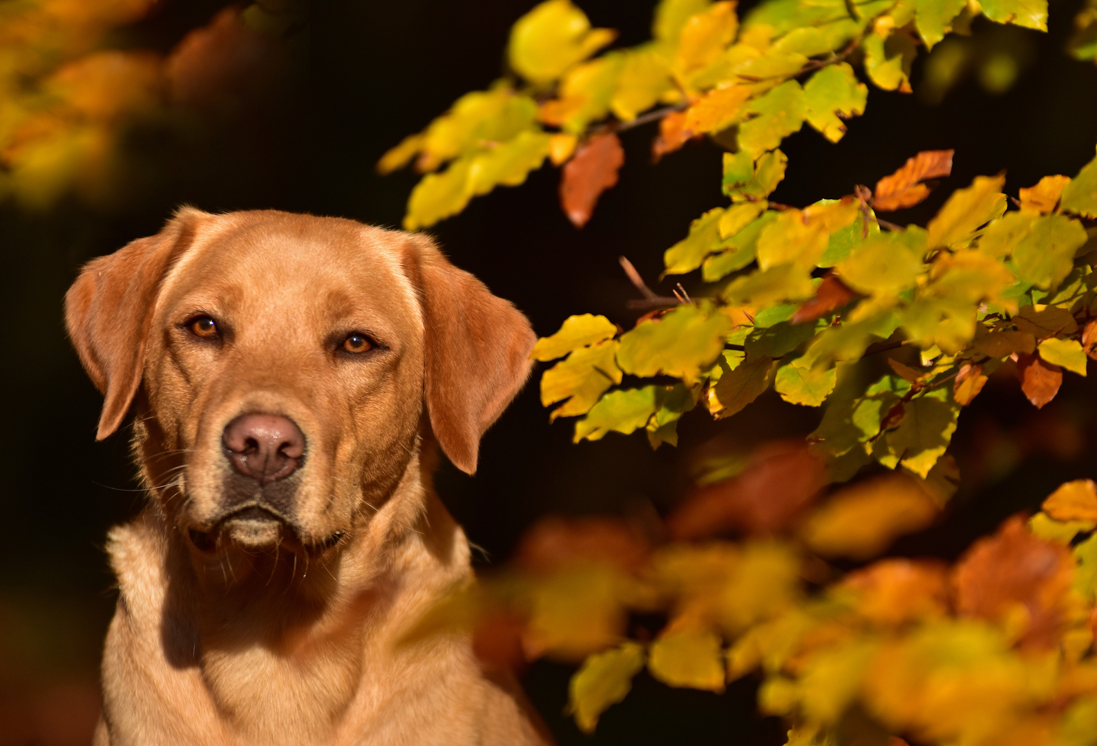 Herbstzeit