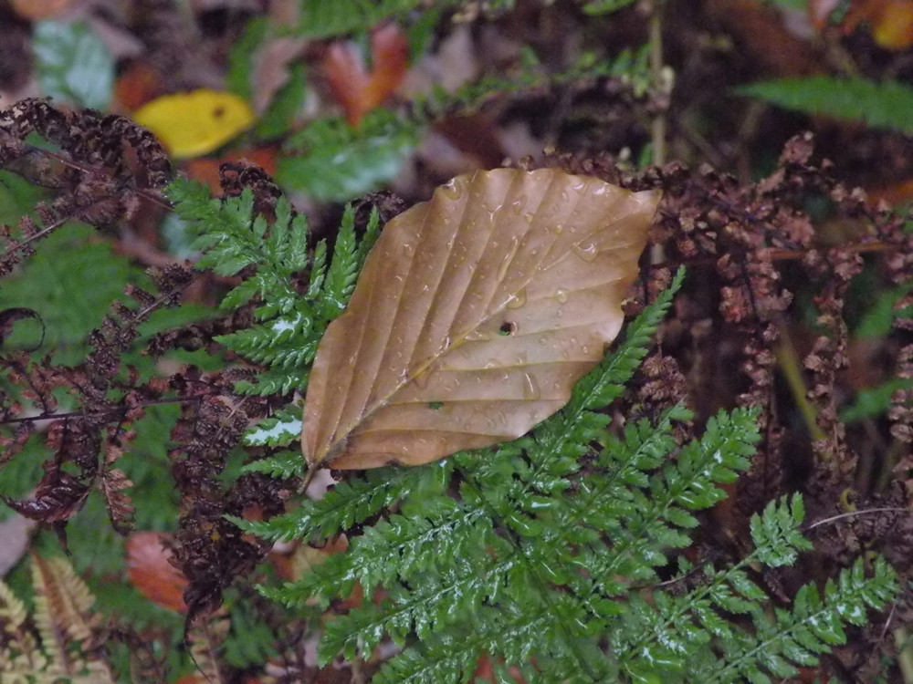 Herbstzeit