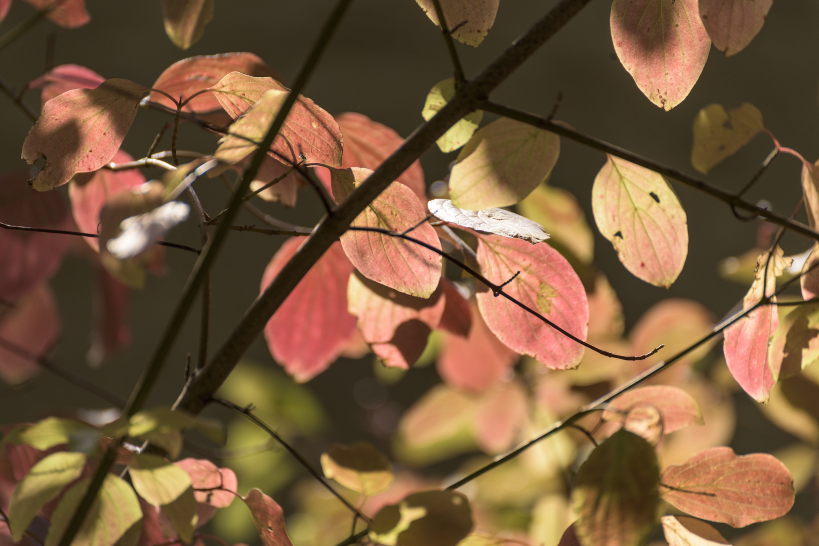 HerbstZeit