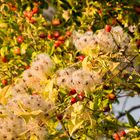 Herbstzeit 1-1