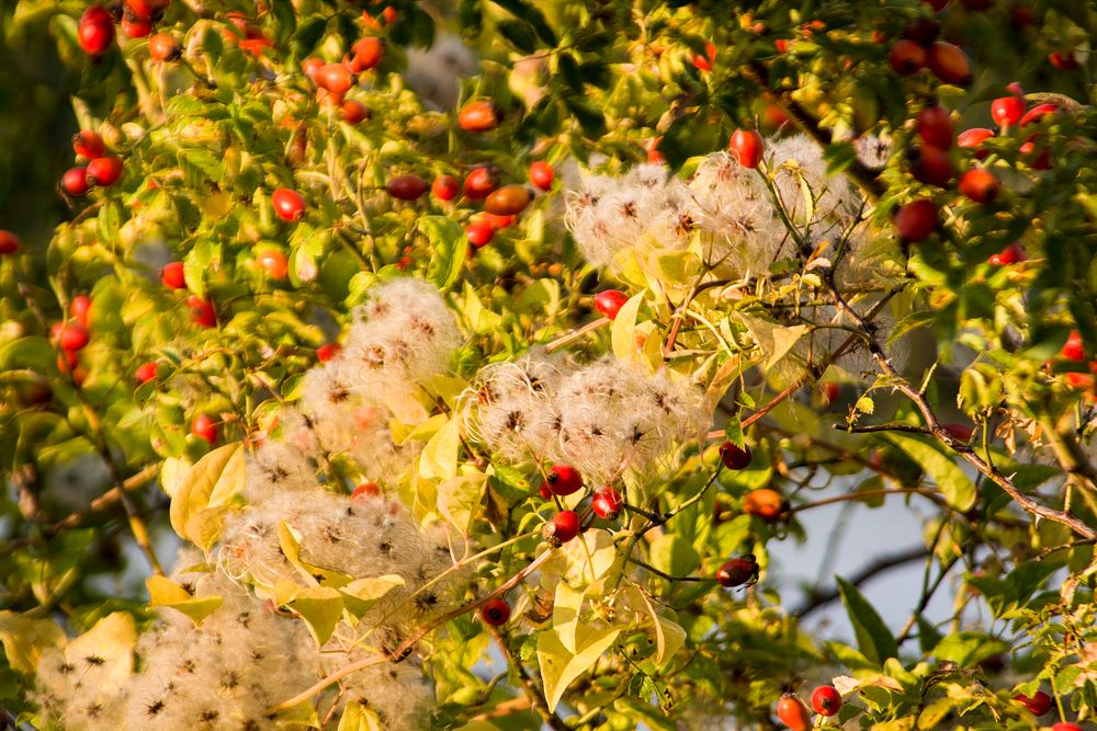 Herbstzeit 1-1